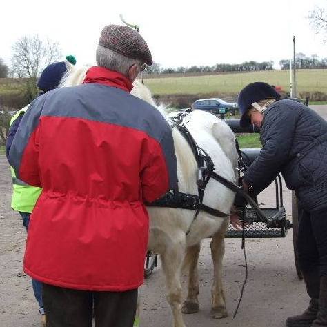 harnessing up a horse