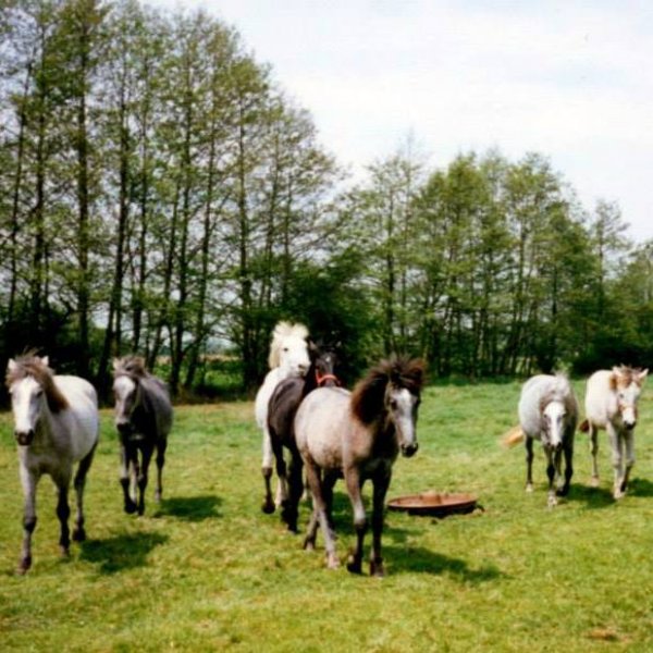 Camargue foals