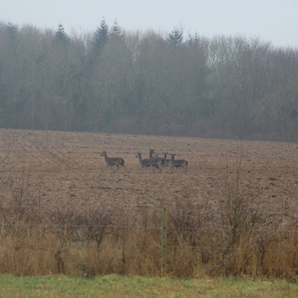 Deer