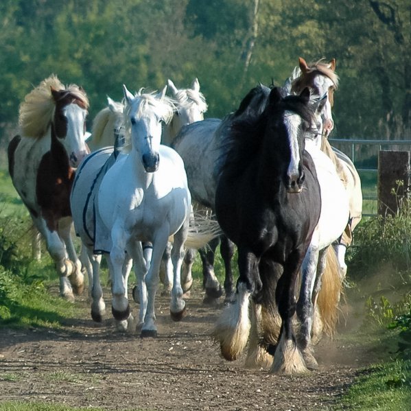 The herd coming in to the stables for breakfast
