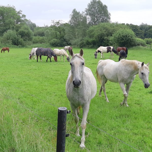 Herd of horses grazing
