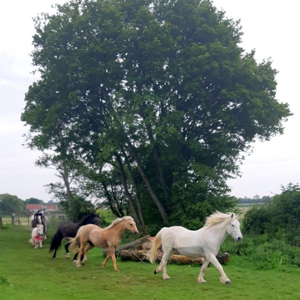 Herd of Ponies galloping to their field