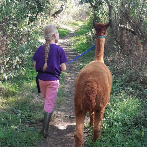 girl walking beside an alpaca through woodland