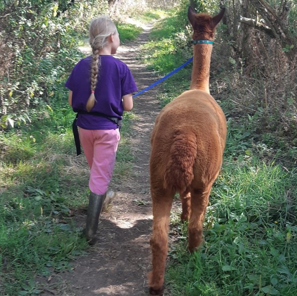 Girl leading an alpaca along a path
