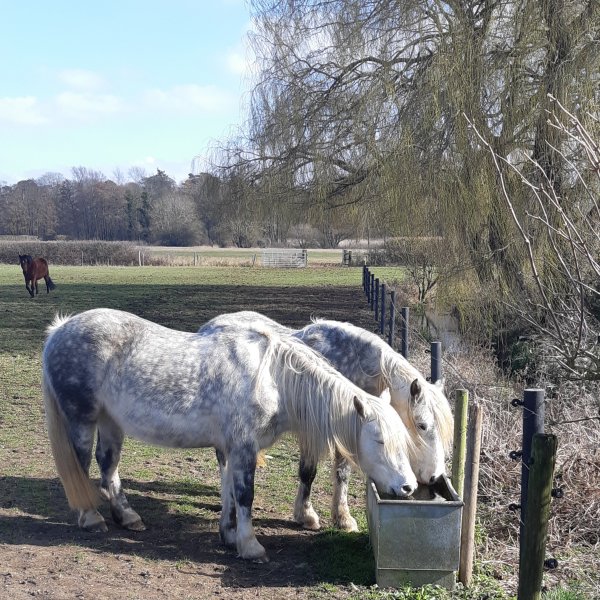 horses drinking from trough in winter pasture