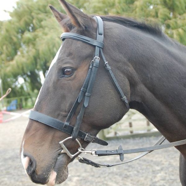 Horse head wearing a bridle