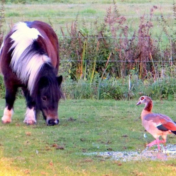Egyptian goose