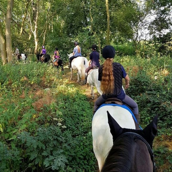 Group of horses hacking through the woods