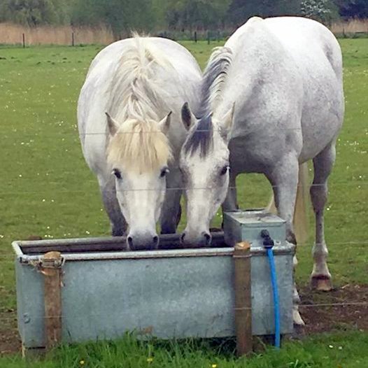 horses drinking