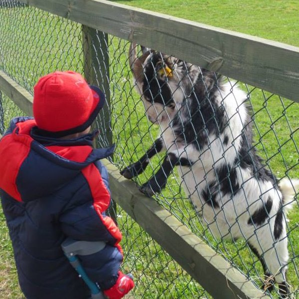 child talking to a goat
