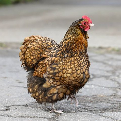 poultry