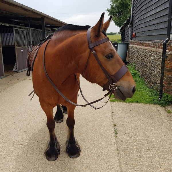 Horse ready to ride