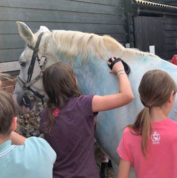 horsecare
