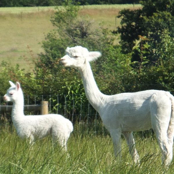 Alpacas