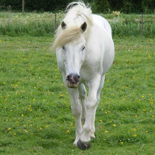 Camargue horse in the field