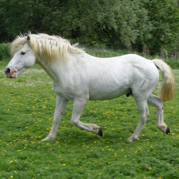 Camargue Stallion