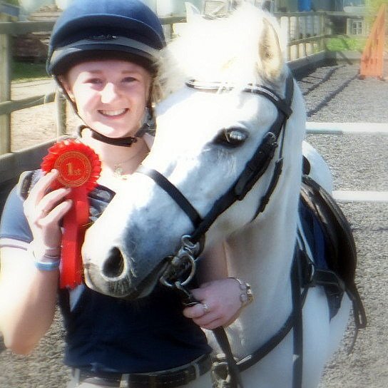Grey pony with red rosette