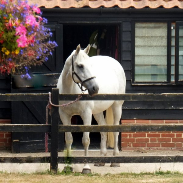 Stable yard