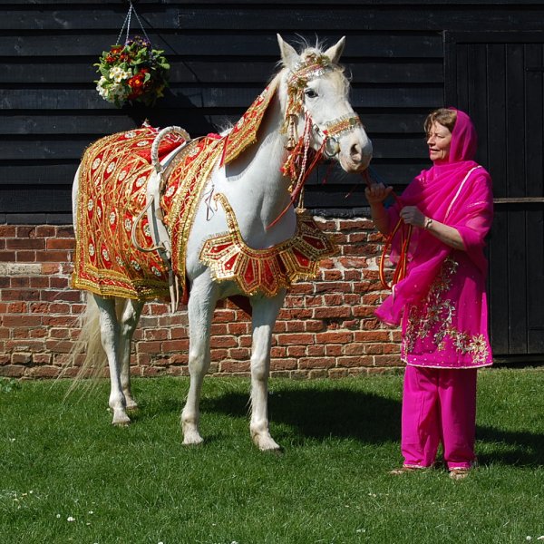 Sikh wedding horse