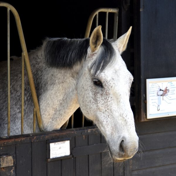 Horse looking over stable door