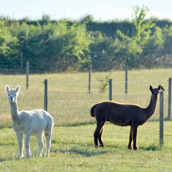 brown and white alpacas in a field