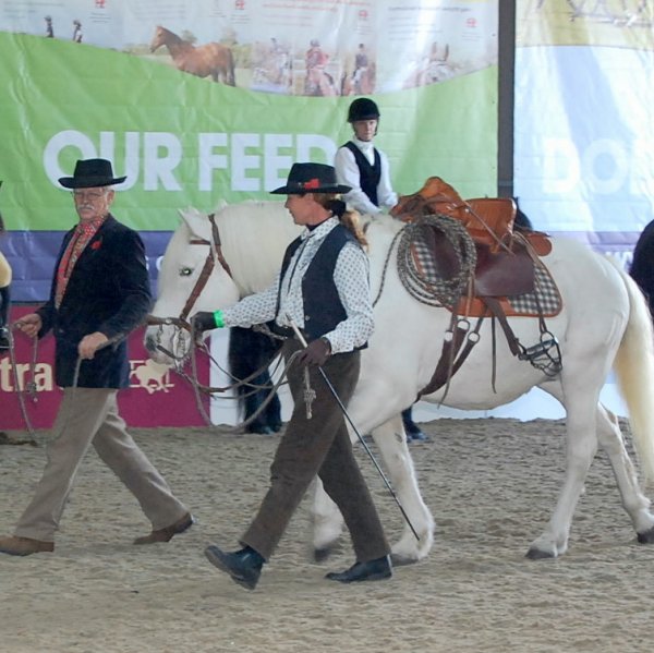 Your Horse Live
