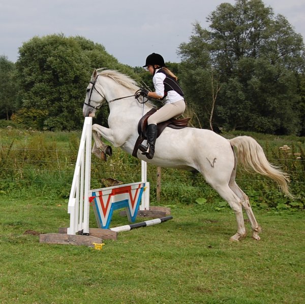 show jumping