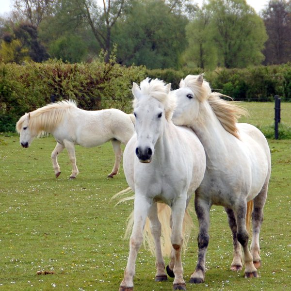 Camargue Horses at Valley Farm