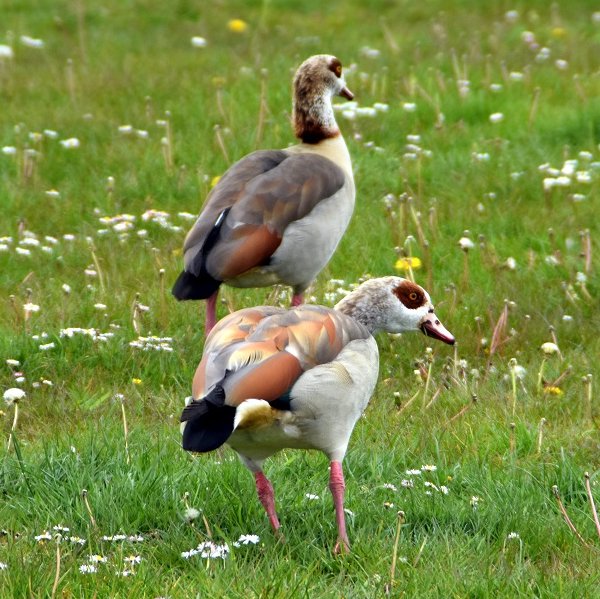 Egyptian geese