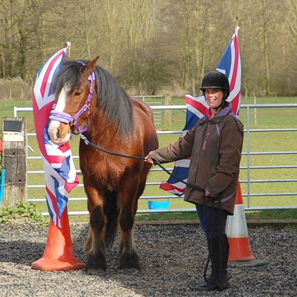Horse with Union Flags