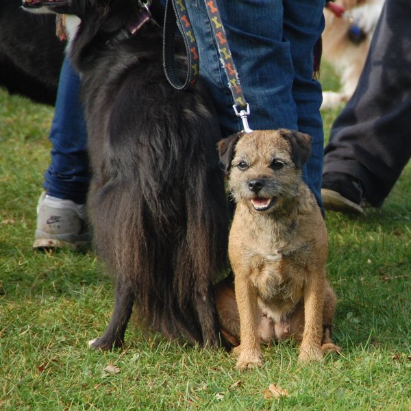 Dogs on leads are welcome