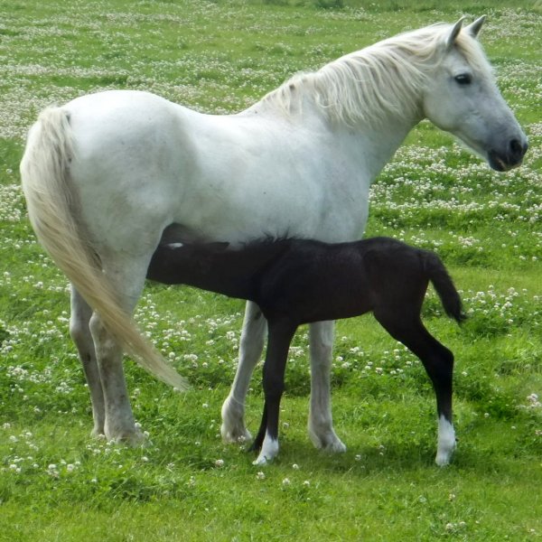 Mare and foal