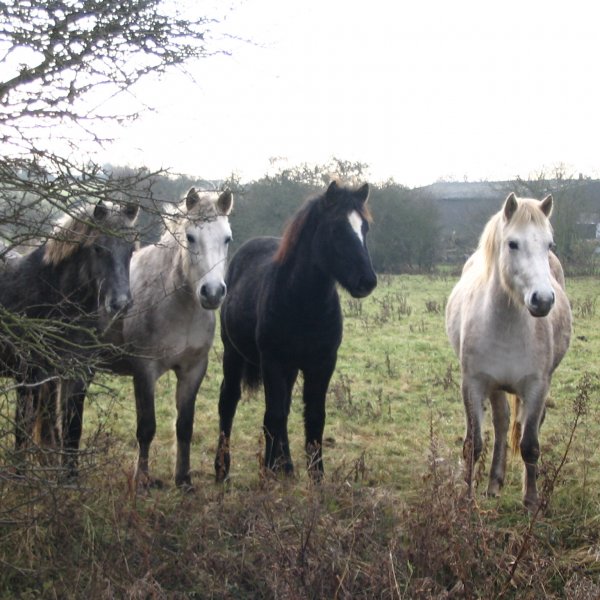 Camargue foals