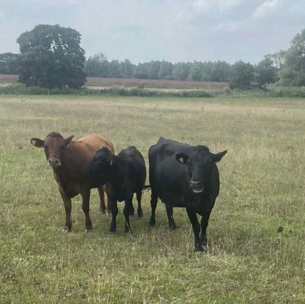 dexter cows