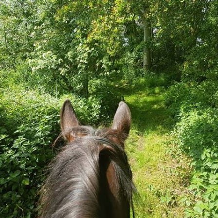 view through the ears of a brown horse looking along a woodland path