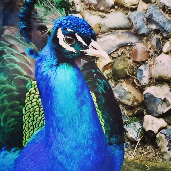 Peacock