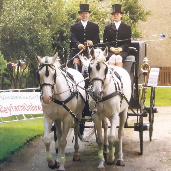 Wedding pair of driving horses