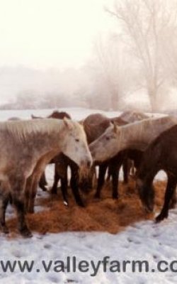 Ponies eating hay in the snow