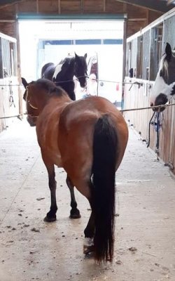 farrier