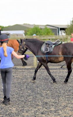 Pony trotting on a lunge line being coached by a trainer.