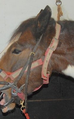 horse dentist