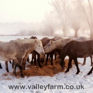 Ponies eating hay in the snow