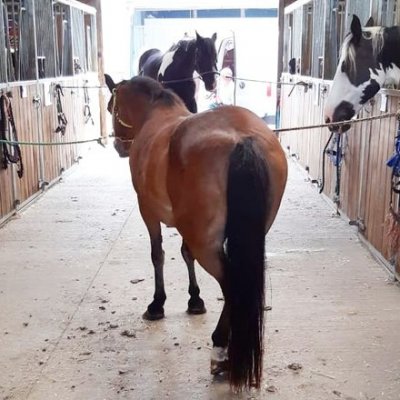 farrier