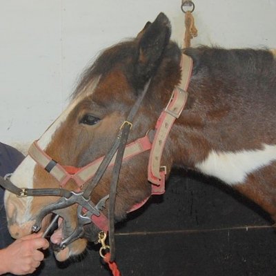 horse dentist