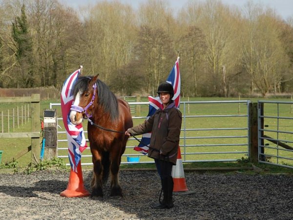 horse agility