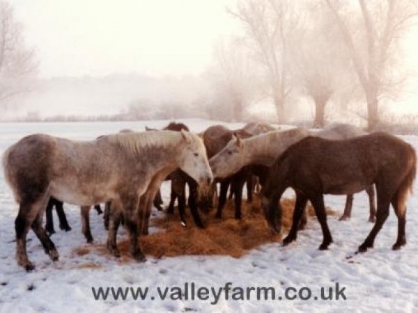 Ponies eating hay in the snow
