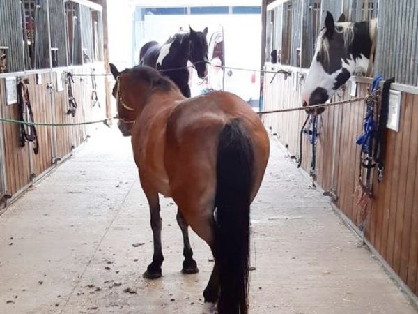 farrier
