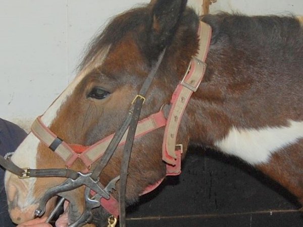 horse dentist